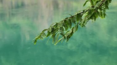 Yağmur damlaları yağmurlu bir yaz gününde sakin mavi bir gölette dalgalı desenler oluşturur. Yüksek kalite 4k görüntü