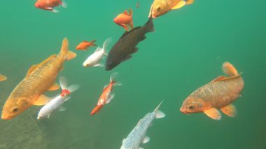 Mavi yeşil suyun altındaki balıklar