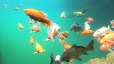Mavi yeşil suyun altındaki balıklar