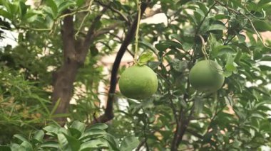 Ağaç dalına asılmış yeşil pul yakın çekim. Yüksek kalite 4k görüntü