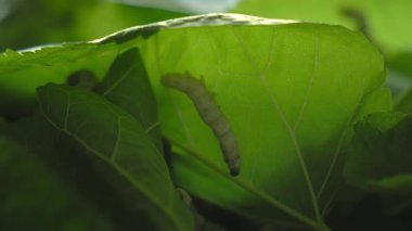 Çin 'de bahar ipek böceği kozası yetiştiriciliği böcek biyolojisi ve tarım teknikleri sergiliyor. Yüksek kalite 4k görüntü