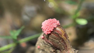 Elma salyangozunu suyun üzerinde yumurta kümesinin yanında yakın çekim yap. Yüksek kalite 4k görüntü