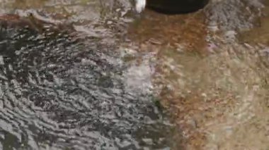 Su soğuk, pırıl pırıl dereye dökülüyor. Yüksek kalite 4k görüntü