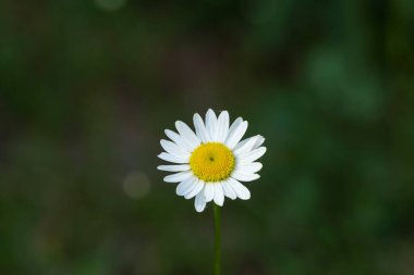 Yeşil arka planda beyaz-sarı papatyalar. Yukarıdan bak. Yüksek kalite fotoğraf