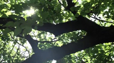 Dut kırmızısı olgun kökü, bahçeden yavaşça esen Çin 'e doğru taze, Hangzhou. Yüksek kalite 4k görüntü