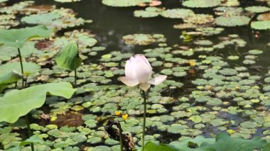 Solmuş nilüfer tohumunun yakın çekimi. Yüksek kalite 4k görüntü