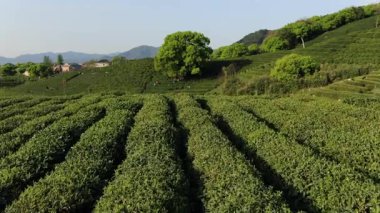 Çin 'in Hangzhou Zhejiang bölgesindeki batı gölü yakınlarındaki çay tepesinin ve köylerin havadan görüntüsü. Yüksek kalite 4k görüntü