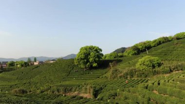 Çin 'in Hangzhou Zhejiang bölgesindeki batı gölü yakınlarındaki çay tepesinin ve köylerin havadan görüntüsü. Yüksek kalite 4k görüntü