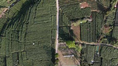 Çin 'in Hangzhou Zhejiang bölgesindeki batı gölü yakınlarındaki çay tepesinin ve köylerin havadan görüntüsü. Yüksek kalite 4k görüntü