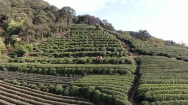 Çin 'in Hangzhou Zhejiang bölgesindeki batı gölü yakınlarındaki çay tepesinin ve köylerin havadan görüntüsü. Yüksek kalite 4k görüntü
