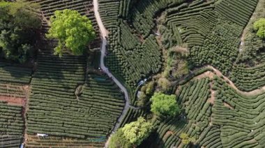 Çin 'in Hangzhou Zhejiang bölgesindeki batı gölü yakınlarındaki çay tepesinin ve köylerin havadan görüntüsü. Yüksek kalite 4k görüntü