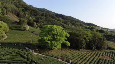 Çin 'in Hangzhou Zhejiang bölgesindeki batı gölü yakınlarındaki çay tepesinin ve köylerin havadan görüntüsü. Yüksek kalite 4k görüntü