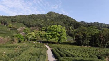 Çin 'in Hangzhou Zhejiang bölgesindeki batı gölü yakınlarındaki çay tepesinin ve köylerin havadan görüntüsü. Yüksek kalite 4k görüntü