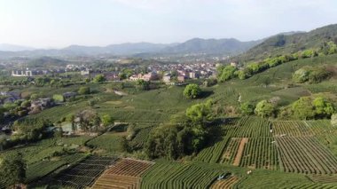 Çin 'in Hangzhou Zhejiang bölgesindeki batı gölü yakınlarındaki çay tepesinin ve köylerin havadan görüntüsü. Yüksek kalite 4k görüntü