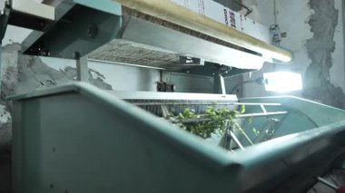 Çin Uzunjing çay yapma süreci, makine kızartma, toplama, kurutma, yavaş çekim, Hangzhou Çin. Yüksek kalite 4k görüntü