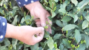 Hangzhou Çin 'deki çay bahçesinden çay yaprakları toplayan kadına yakın çekim. Yüksek kalite 4K görüntü. Yüksek kalite 4k görüntü