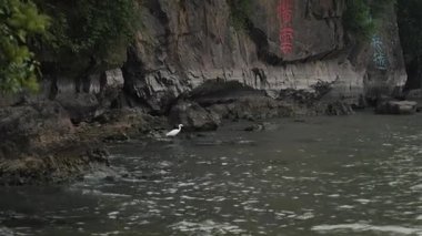 Wuxi Jiangsu gölündeki mavi balıkçıl balığının yavaş çekim görüntüsü. Yüksek kalite 4k görüntü