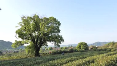 Çin 'in Hangzhou Zhejiang bölgesindeki batı gölü yakınlarındaki çay tepesinin ve köylerin havadan görüntüsü. Yüksek kalite 4k görüntü