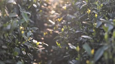 Hangzhou Çin 'de, güneş ışığı altında yeni çay yapraklarını kapatıyoruz. Yüksek kalite 4k görüntü