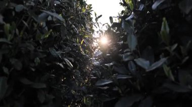 Hangzhou Çin 'de, güneş ışığı altında yeni çay yapraklarını kapatıyoruz. Yüksek kalite 4k görüntü