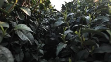 Hangzhou Çin 'de, güneş ışığı altında yeni çay yapraklarını kapatıyoruz. Yüksek kalite 4k görüntü