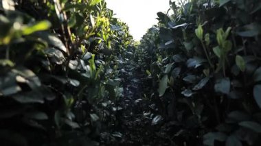 Hangzhou Çin 'de, güneş ışığı altında yeni çay yapraklarını kapatıyoruz. Yüksek kalite 4k görüntü