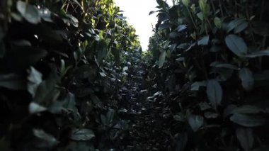 Hangzhou Çin 'de, güneş ışığı altında yeni çay yapraklarını kapatıyoruz. Yüksek kalite 4k görüntü