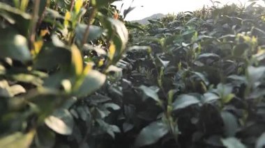 Hangzhou Çin 'de, güneş ışığı altında yeni çay yapraklarını kapatıyoruz. Yüksek kalite 4k görüntü