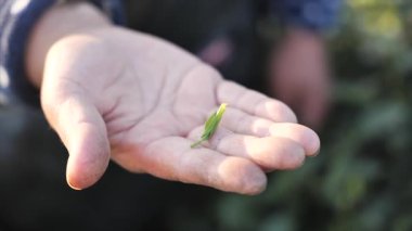 Hangzhou Çin 'in çay bahçesindeki elde bulunan çay yapraklarını kapatın. Yüksek kalite 4K görüntü. Yüksek kalite 4k görüntü