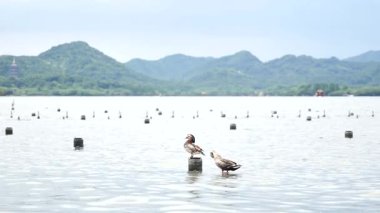 Batı Hangzhou Gölü 'nde Mandarin Ördek Çifti Aix galericulata. Ağır çekim Snow düşüyor. Yakın plan. Yüksek kalite 4k görüntü