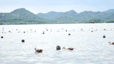 Batı Hangzhou Gölü 'nde Mandarin Ördek Çifti Aix galericulata. Ağır çekim Snow düşüyor. Yakın plan. Yüksek kalite 4k görüntü