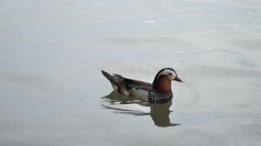 Batı Hangzhou Gölü 'nde Mandarin Ördek Çifti Aix galericulata. Ağır çekim Snow düşüyor. Yakın plan. Yüksek kalite 4k görüntü