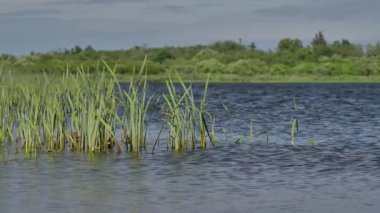 Gölde hareket eden taze yeşil çimenleri kapatın..