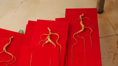 Kuzeydoğu Çinli çiftçiler ginseng işliyorlar. Yüksek kalite 4k görüntü