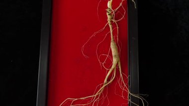 Ginseng kökleri Çin 'in kuzeydoğusunda, Changbaishan Dağı' nda, kırmızı ve siyah arka planlarda sergilenir. Yüksek kalite 4k görüntü