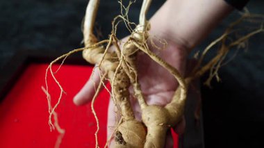 Ginseng kökleri Çin 'in kuzeydoğusunda, Changbaishan Dağı' nda, kırmızı ve siyah arka planlarda sergilenir. Yüksek kalite 4k görüntü