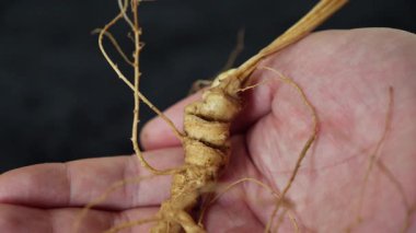 Ginseng kökleri Çin 'in kuzeydoğusunda, Changbaishan Dağı' nda, kırmızı ve siyah arka planlarda sergilenir. Yüksek kalite 4k görüntü