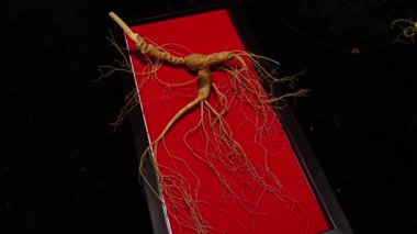 Ginseng kökleri Çin 'in kuzeydoğusunda, Changbaishan Dağı' nda, kırmızı ve siyah arka planlarda sergilenir. Yüksek kalite 4k görüntü