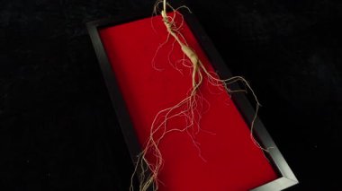Ginseng kökleri Çin 'in kuzeydoğusunda, Changbaishan Dağı' nda, kırmızı ve siyah arka planlarda sergilenir. Yüksek kalite 4k görüntü