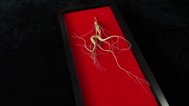Ginseng kökleri Çin 'in kuzeydoğusunda, Changbaishan Dağı' nda, kırmızı ve siyah arka planlarda sergilenir. Yüksek kalite 4k görüntü