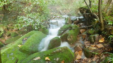 Changbai Dağı 'nın içindeki doğal manzara, kuzey doğu Çin' de ormanın içinde akarsu var.