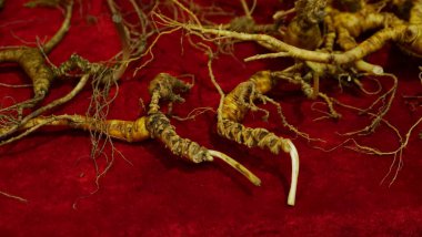 Ginseng kökleri Çin 'in kuzeydoğusunda, Changbaishan Dağı' nda, kırmızı ve siyah arka planlarda sergilenir. Yüksek kalite 4k görüntü