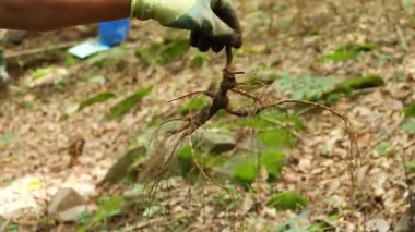 Çin 'in kuzeydoğusundaki ormanda ginseng kazan çiftçilere yakın durun.