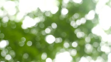 Changbai Dağı 'nın içindeki doğal manzara, kuzey doğu Çin' de ormanın içinde akarsu var.