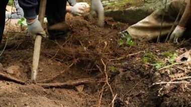 Çin 'in kuzeydoğusundaki ormanda ginseng kazan çiftçilere yakın durun.