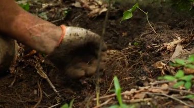 Çin 'in kuzeydoğusundaki ormanda ginseng kazan çiftçilere yakın durun.
