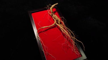 Ginseng kökleri Çin 'in kuzeydoğusunda, Changbaishan Dağı' nda, kırmızı ve siyah arka planlarda sergilenir. Yüksek kalite 4k görüntü