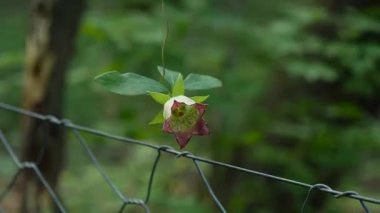 Changbai Dağı 'nın içindeki doğal manzara, kuzey doğu Çin' de ormanın içinde akarsu var.