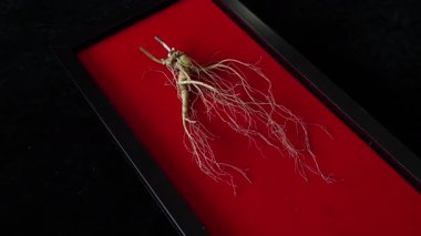 Ginseng kökleri Çin 'in kuzeydoğusunda, Changbaishan Dağı' nda, kırmızı ve siyah arka planlarda sergilenir. Yüksek kalite 4k görüntü