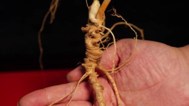 Ginseng kökleri Çin 'in kuzeydoğusunda, Changbaishan Dağı' nda, kırmızı ve siyah arka planlarda sergilenir. Yüksek kalite 4k görüntü